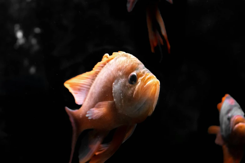 a goldfish in an aquarium looking up at the camera