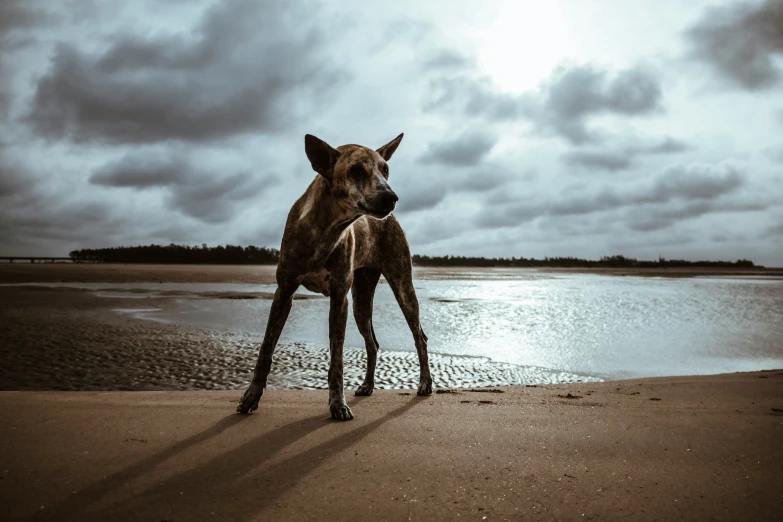a dog standing on the beach on a cloudy day