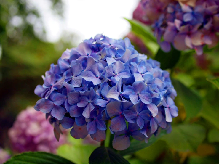 a close - up s of a flower that is purple