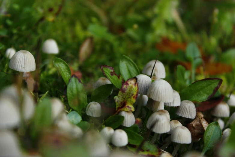 some white mushrooms are in the green grass