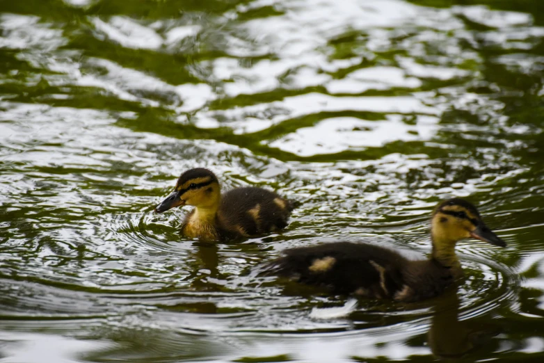 three ducks in a lake during a sunny day