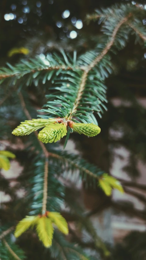 a close up of the needles on a tree