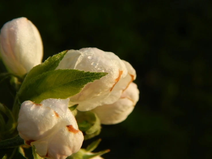 close up po of flowers with dew on them