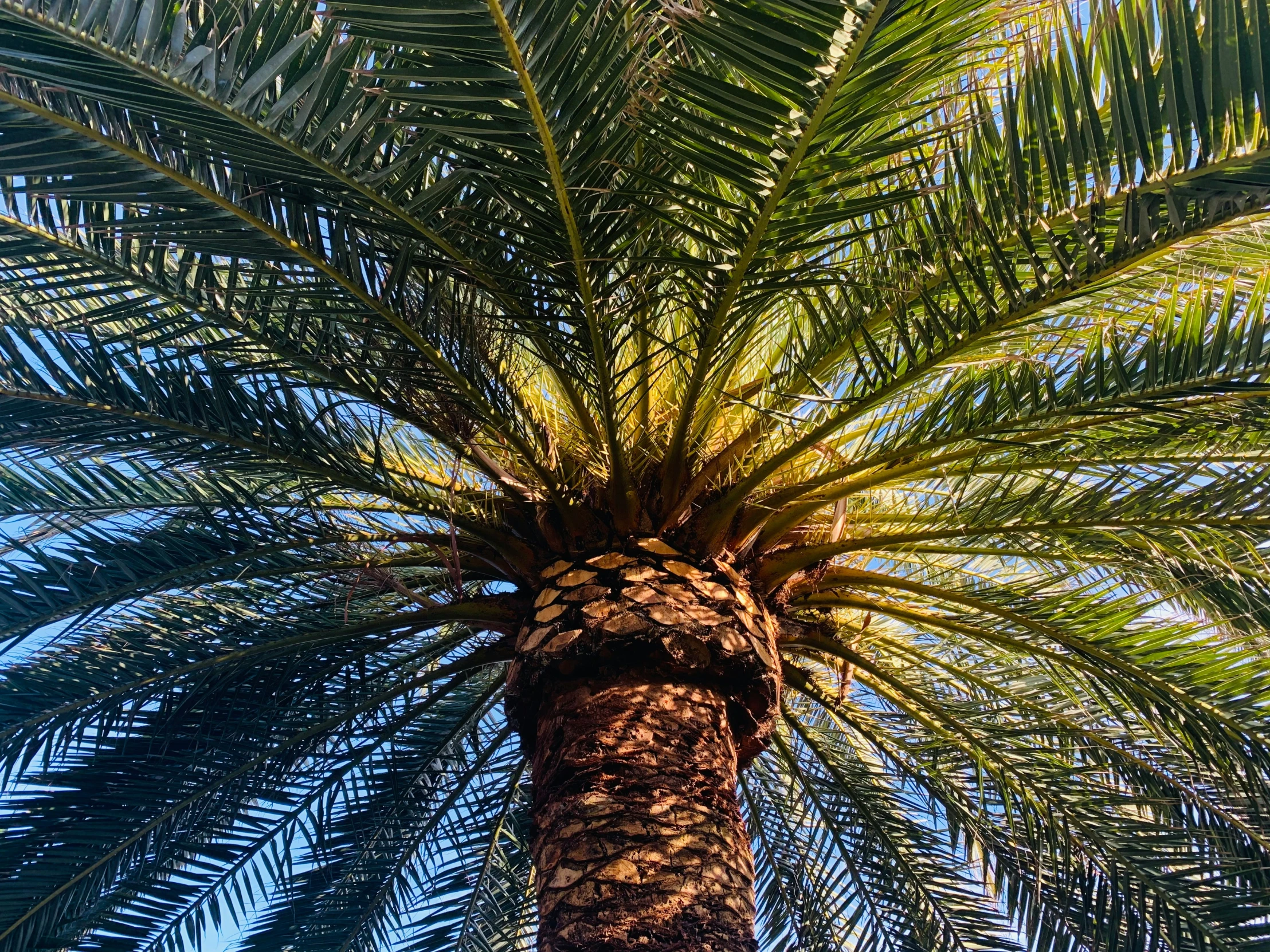 a palm tree looking up into the sky
