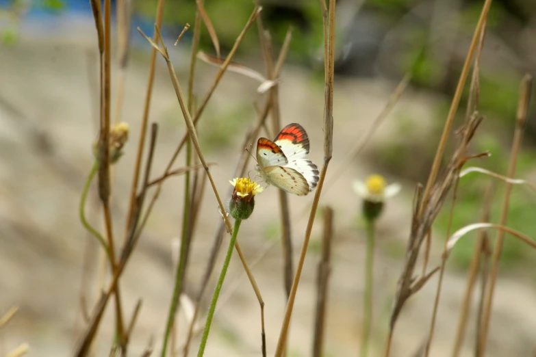 some thin grass with yellow flowers and a white erfly