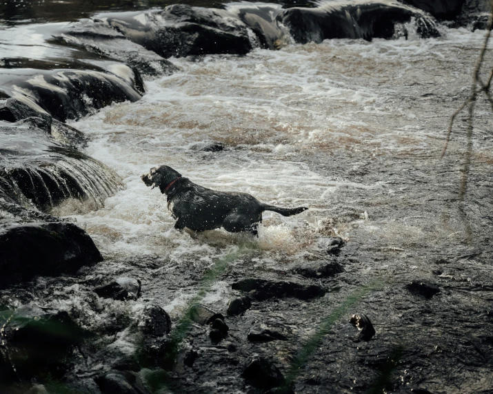 a black dog in a river next to rocks