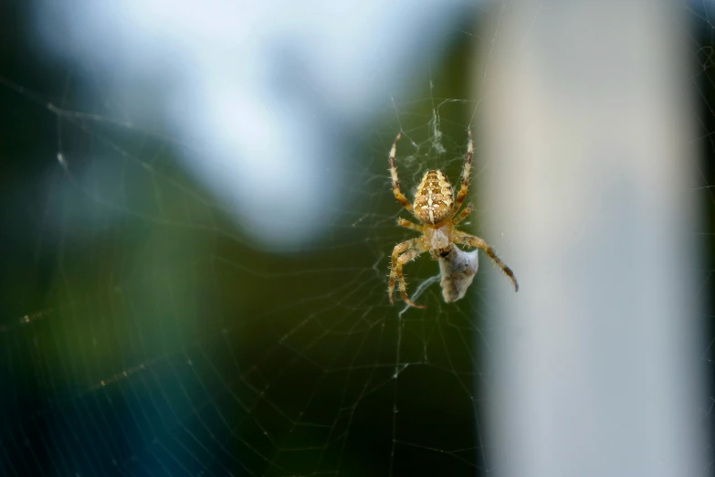 the spider is hanging on its web outside