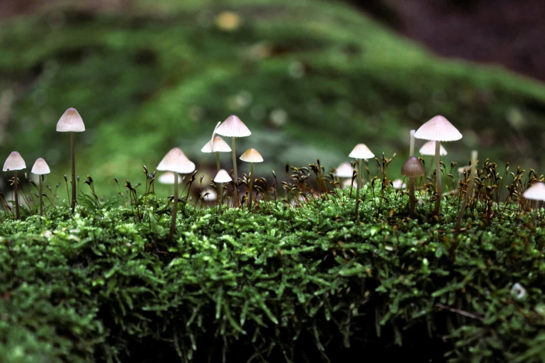white mushrooms are standing out on the green moss