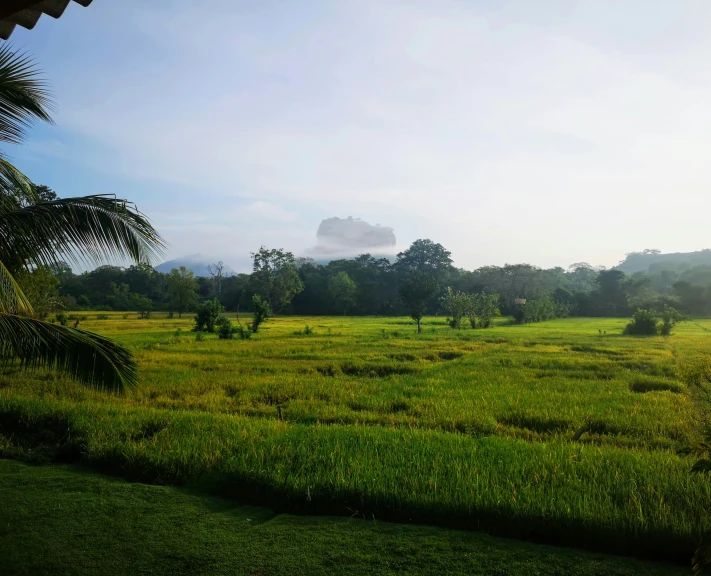 a view of a field with palm trees