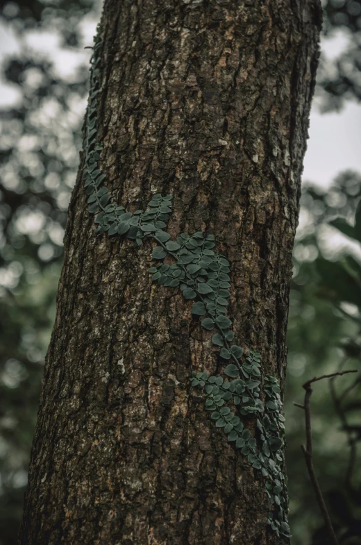 an image of a vine growing up the bark of a tree