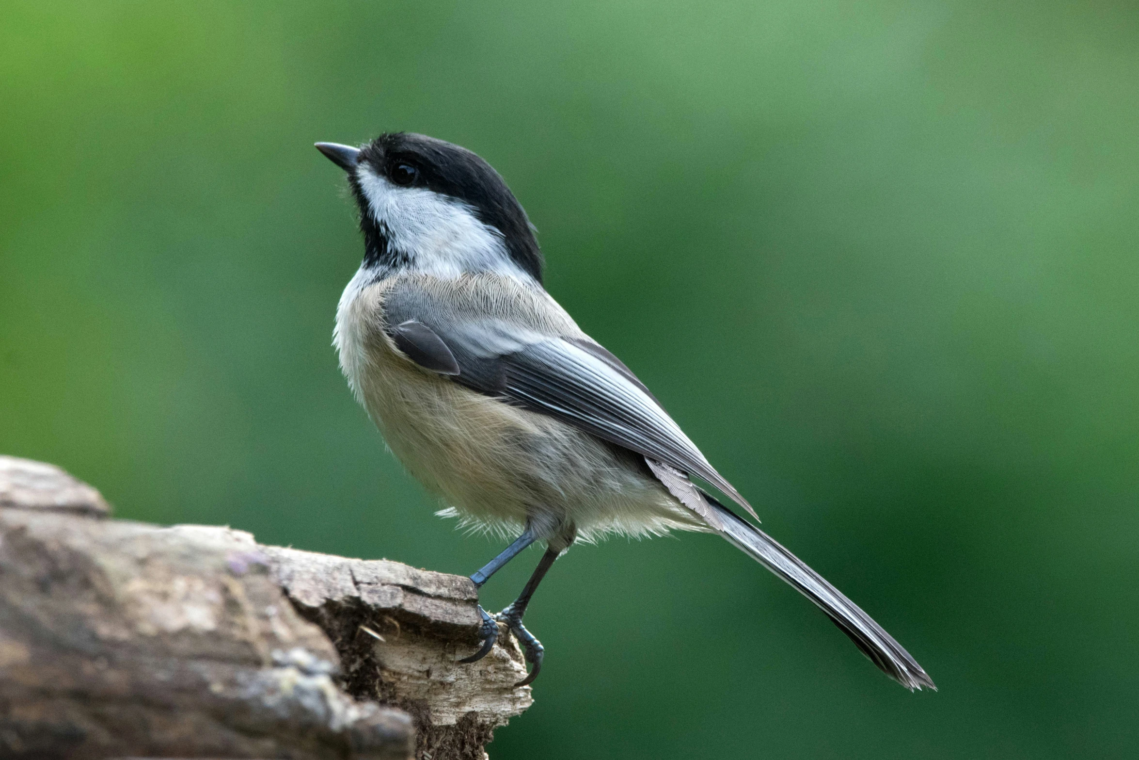 a little bird is standing on a tree nch