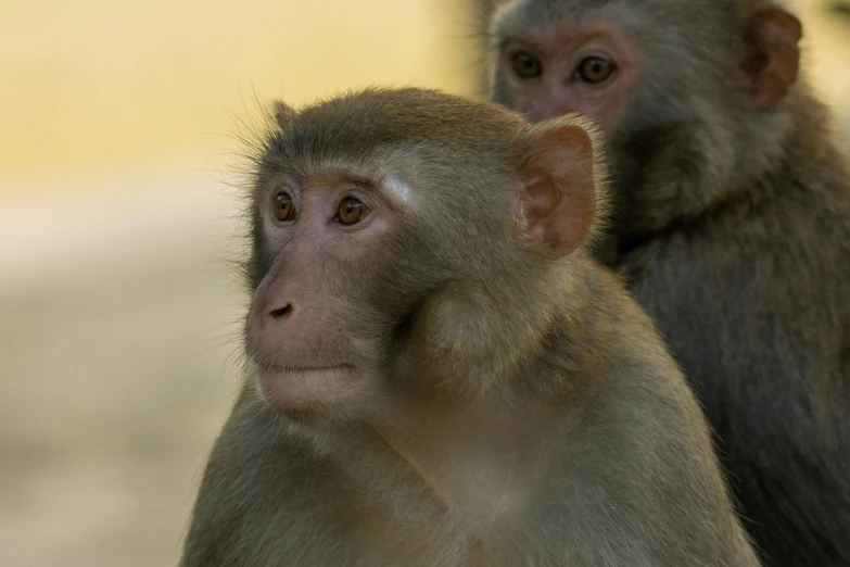 a close up of two monkeys in front of a yellow building