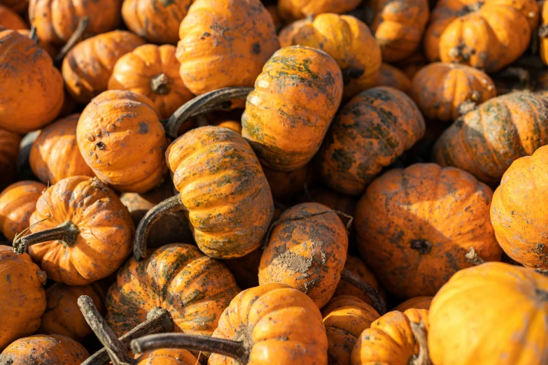 a pile of cut and ripe pumpkins with brown markings