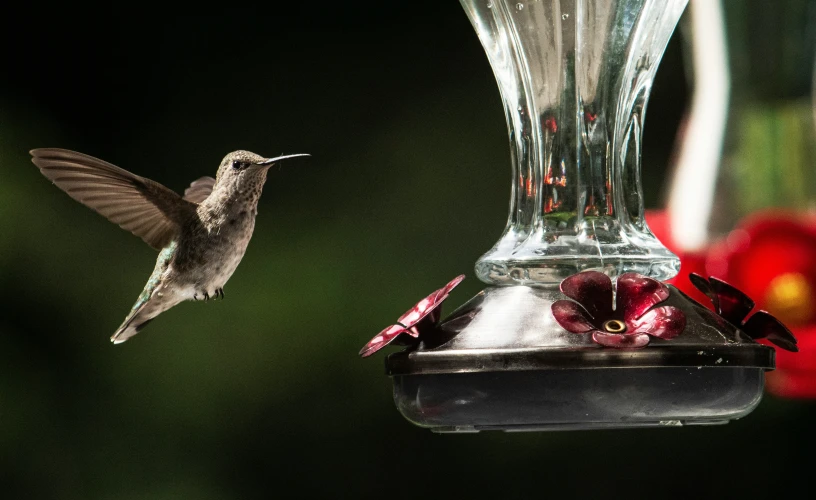 a hummingbird hovers near the top of a feeder