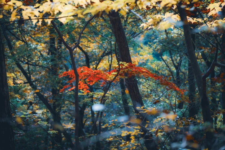 a green, orange and yellow colored tree in a forest