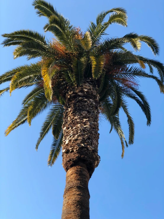 a palm tree with large green leaves