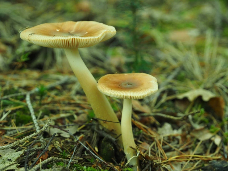 a couple of small mushrooms sitting on the ground