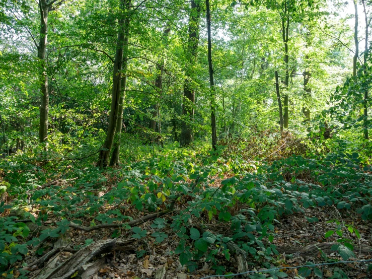 the forest is filled with green foliage