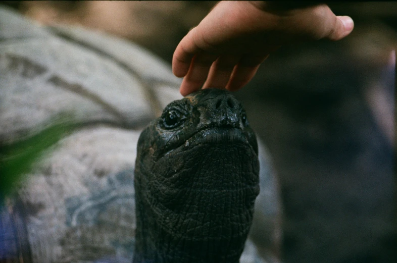 hand reaching to pet turtle in zoo enclosure