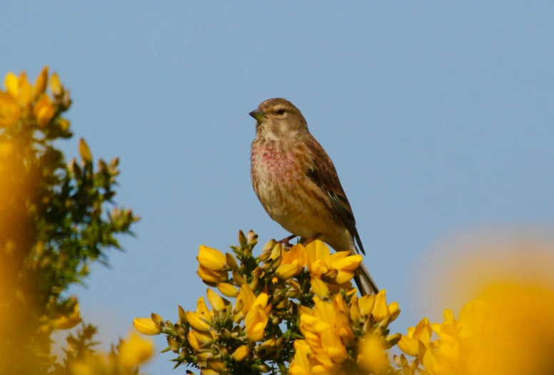 a bird is sitting on top of some yellow flowers