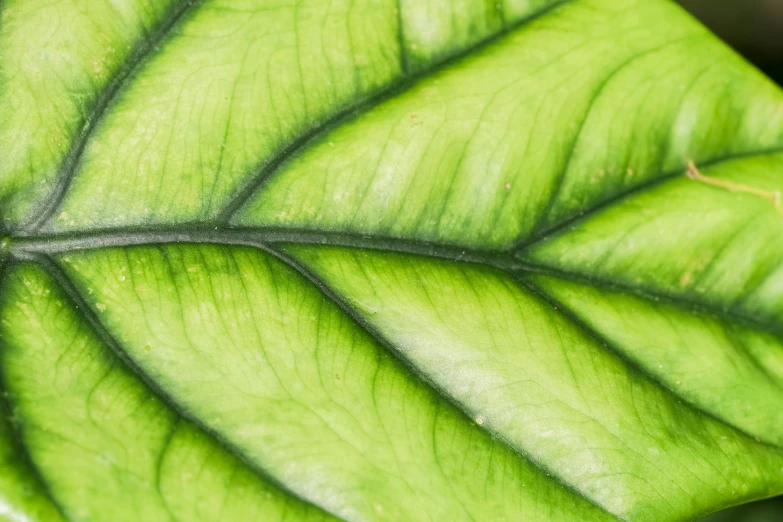 a close up of a green leaf that has no frondy leaves