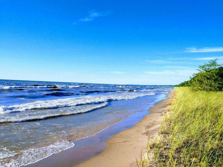 some green bushes on the side of a beach