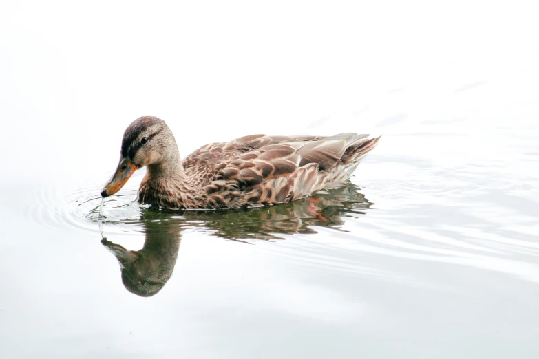 the duck is swimming on the water in the river