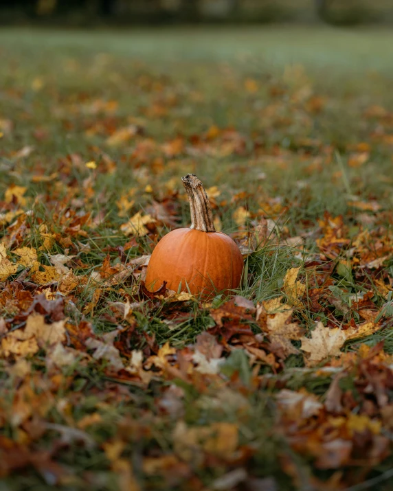 an orange pumpkin sitting on the grass surrounded by leaves