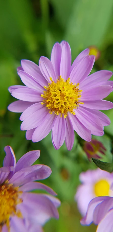 an image of purple flowers with yellow center