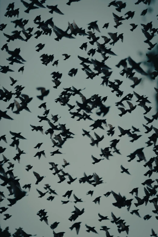 several black birds flying in the sky together