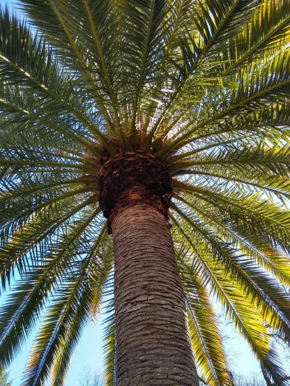 a tall palm tree is standing tall in the sky