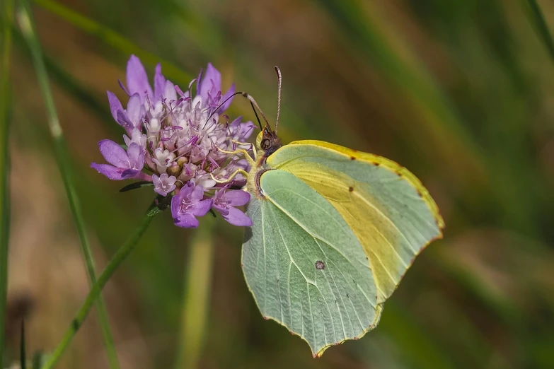 there is a yellow and green erfly on a purple flower