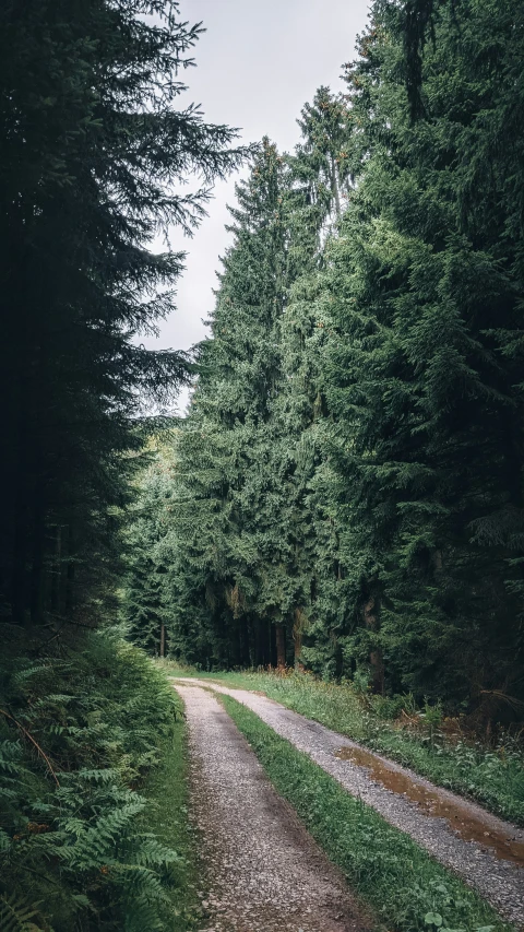 a tree covered road is shown in this po