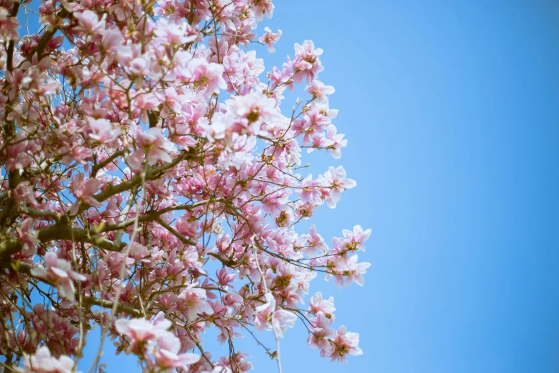 some very pretty pink flowers in the blue sky