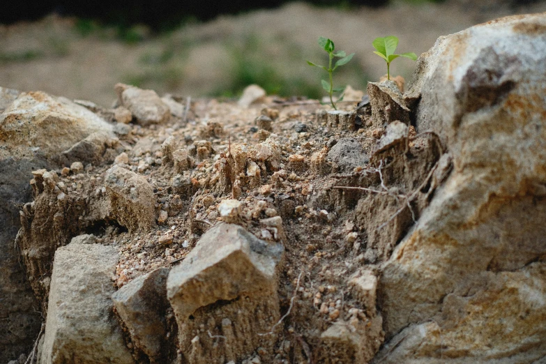 a little plant sprouts from some very dirty rocks