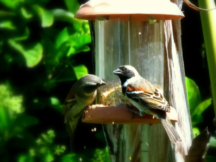 two birds are on a bird feeder outside