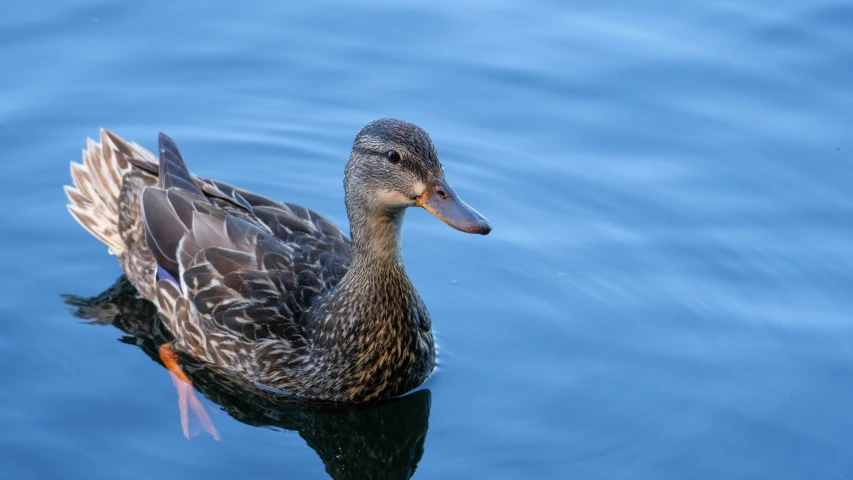 duck floats on top of the lake surface