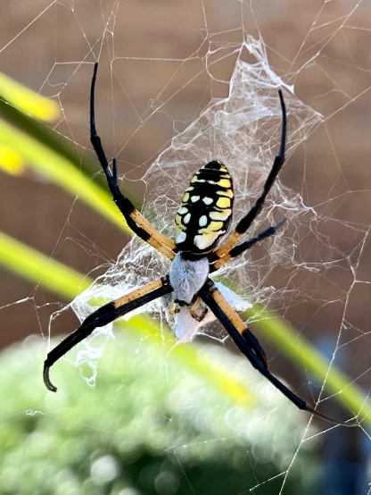 the big yellow and black spider is in its web
