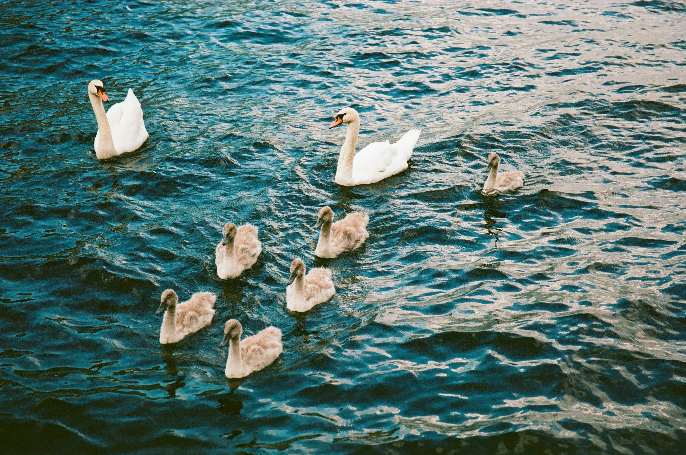 several swans are swimming on some blue water