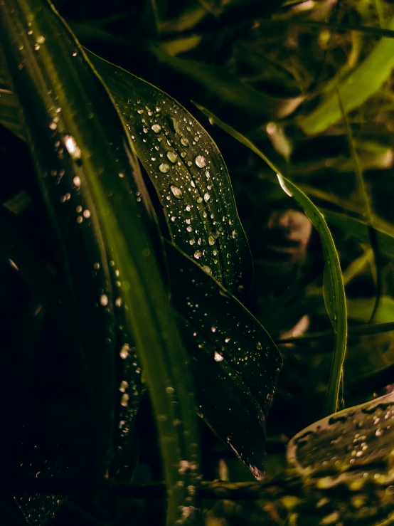water drops on the leaves of a plant