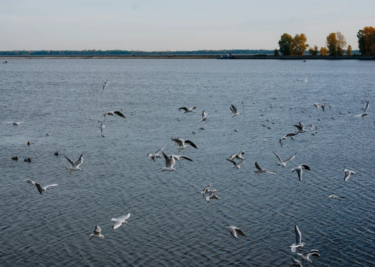 a flock of seagulls fly over the water