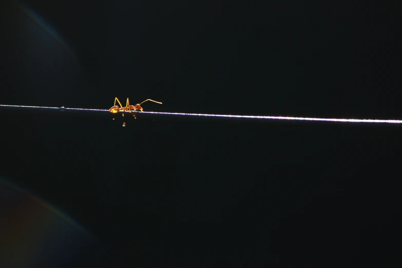 a mosquito sitting on a bar that is illuminated