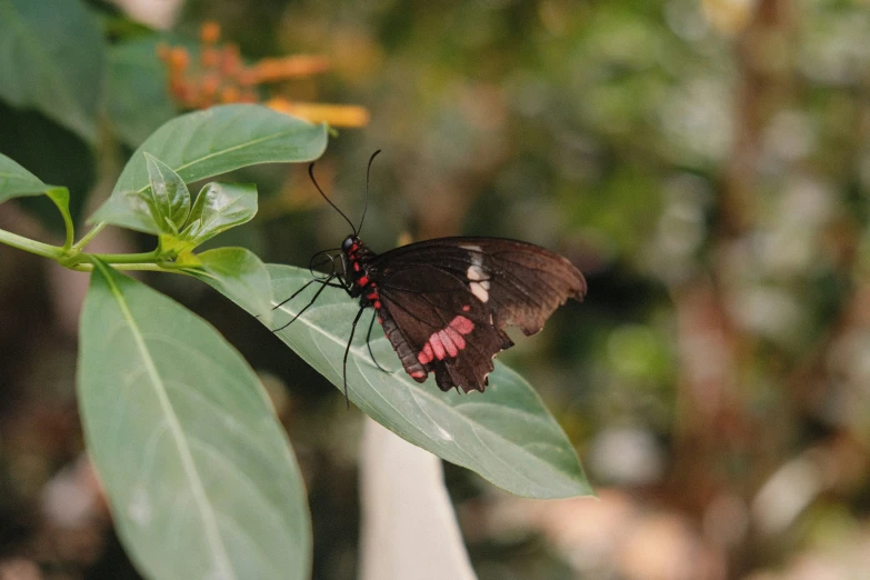 a erfly that is on a leaf in the forest