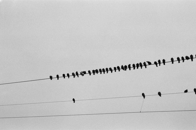 many small birds are sitting on the wire and resting