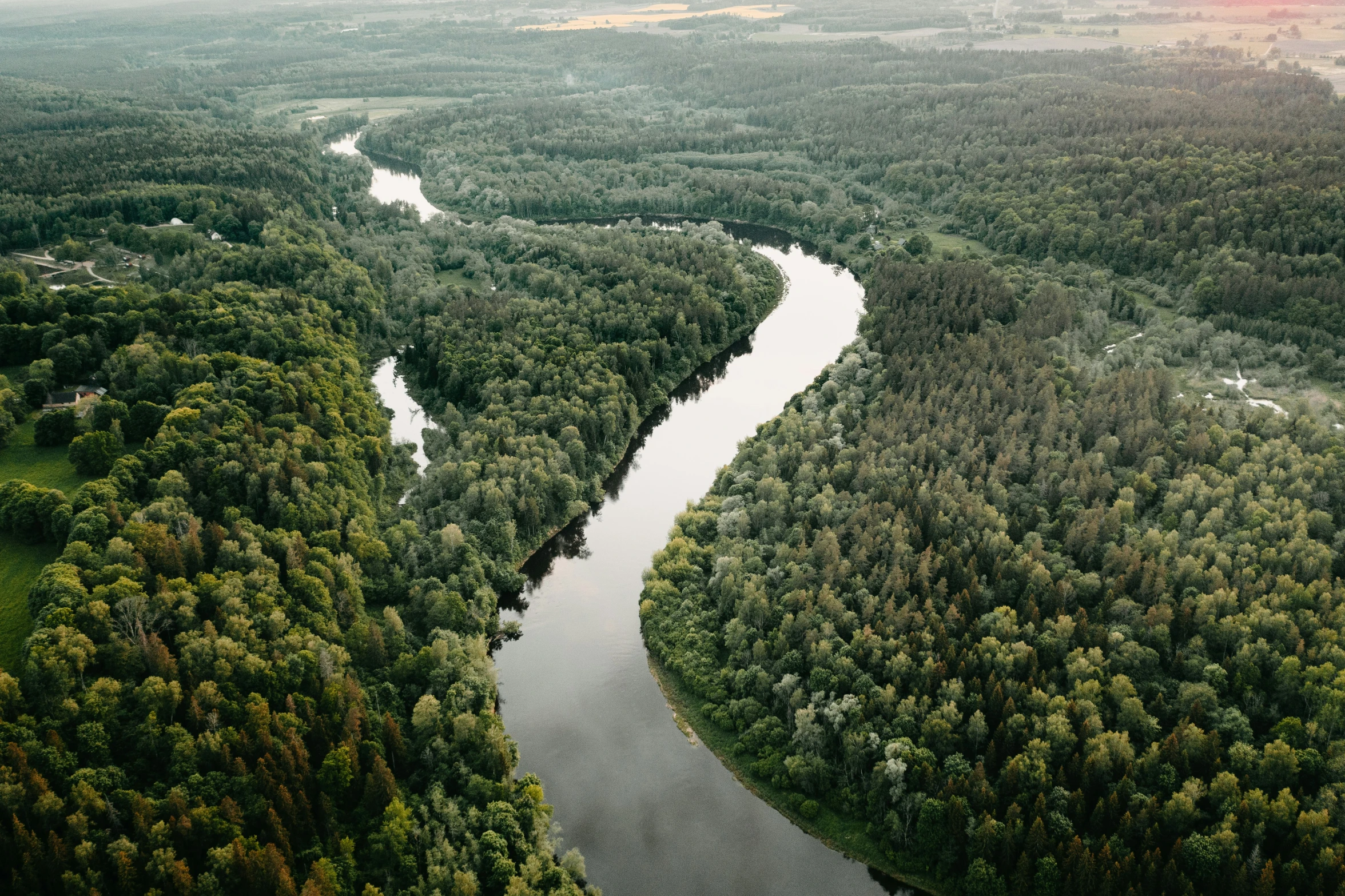 a river in a large forest of trees