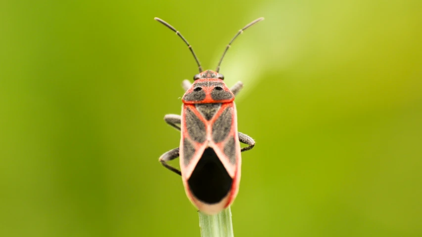 a bug that is standing on a green stalk