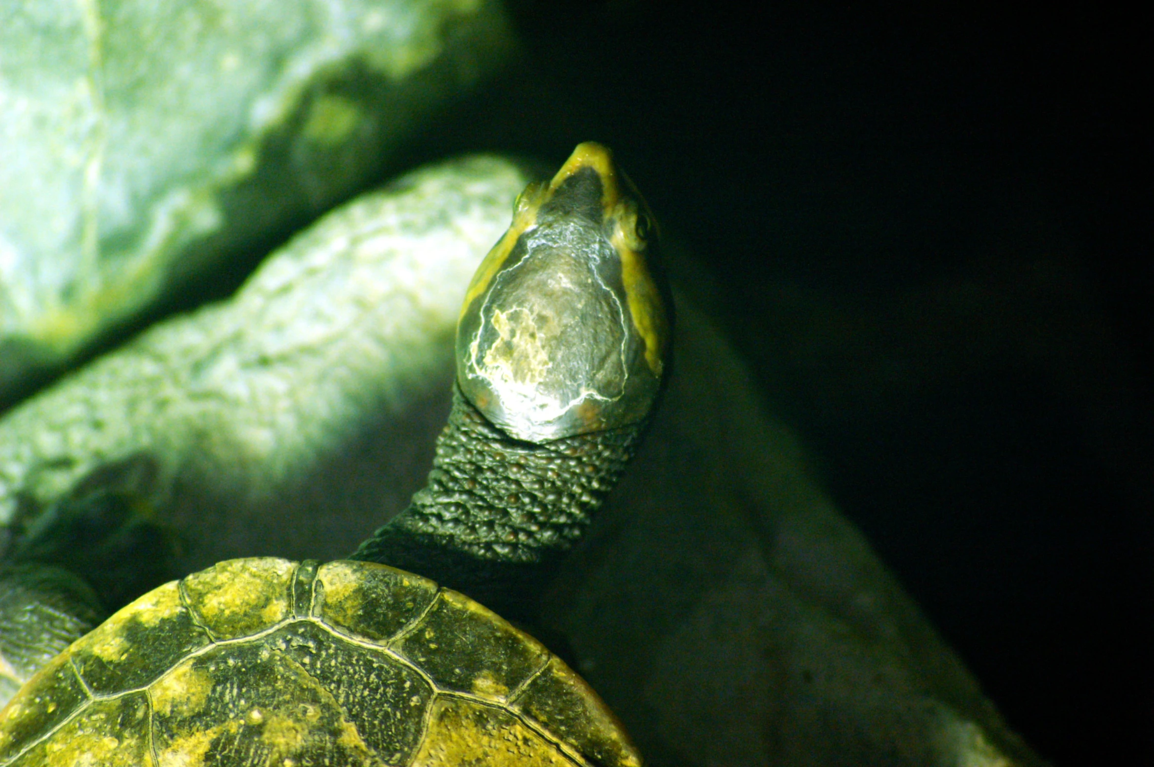 a turtle looking out into the dark