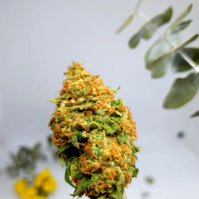 a man holds out a marijuana bud from a flower garden