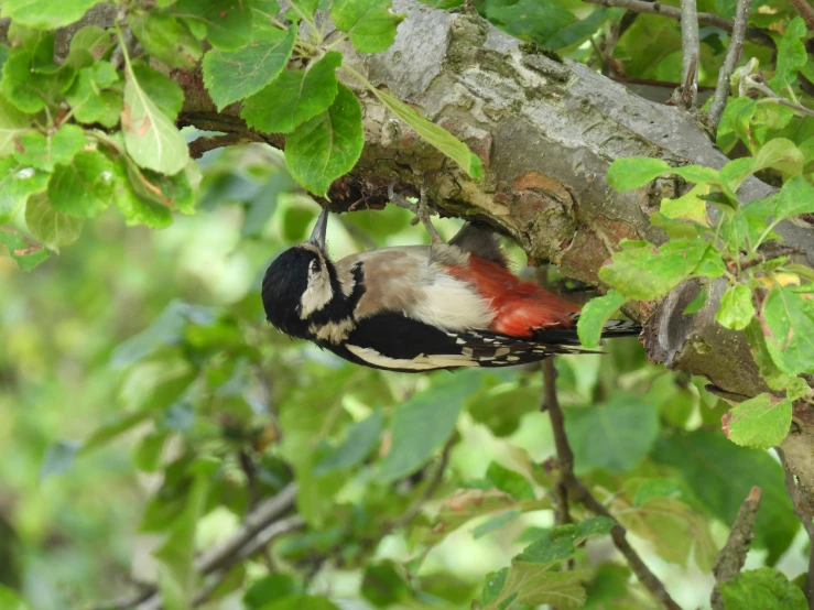 a bird on a nch hangs from a tree