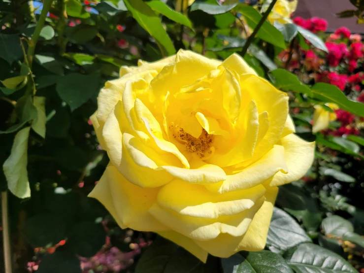 a yellow flower is in the middle of a flower bed